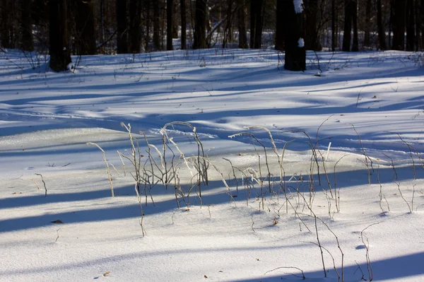 아름다운 겨울 숲 풍경 — 스톡 사진