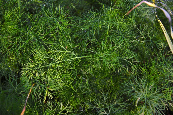 Picture of green dill, Anethum graveolens — Stock Photo, Image