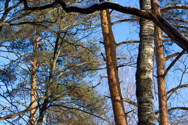 美しい冬の森の風景 — ストック写真