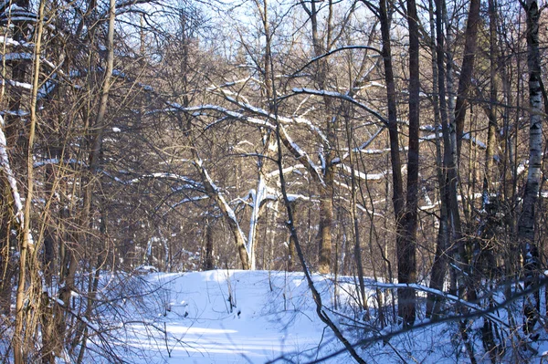 Gyönyörű téli erdő táj — Stock Fotó