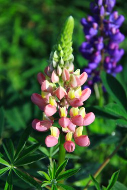 vahşi lupins