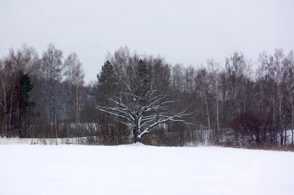 Güzel kış karlı manzarası — Stok fotoğraf