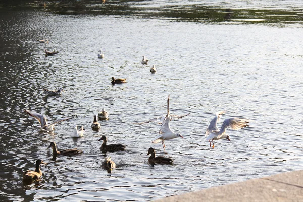 Различные виды птиц на озере — стоковое фото