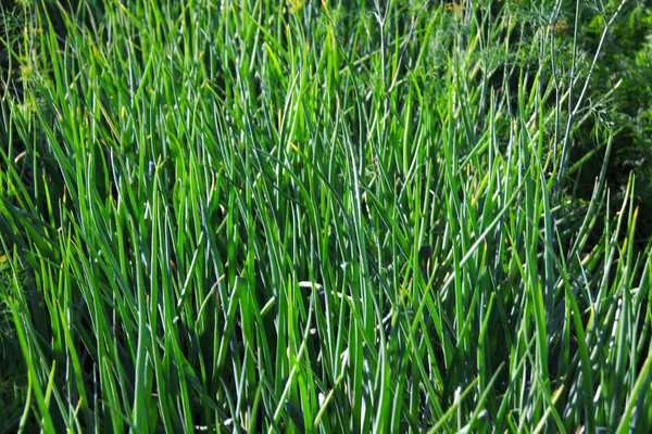 stock image Young leaves of onions