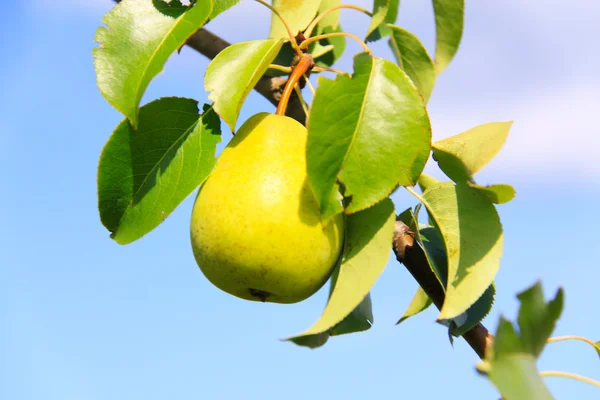 stock image Juicy pears on tree