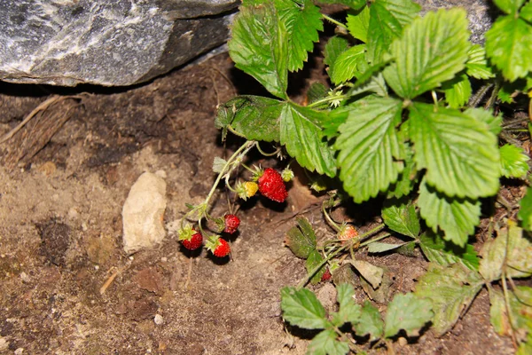 Κόκκινο άγριες φράουλες — Φωτογραφία Αρχείου