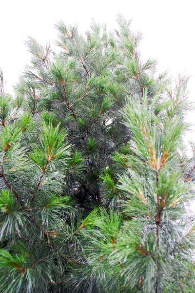 Green cedar — Stock Photo, Image
