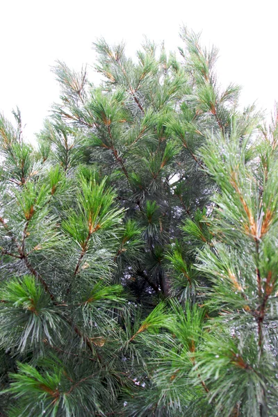Green cedar — Stock Photo, Image