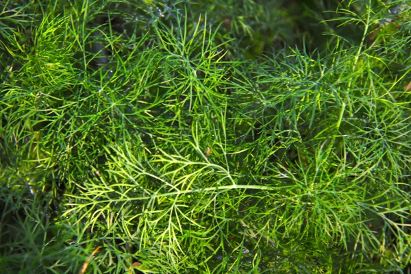 Obraz z zielonym koperkiem, anethum graveolens — Zdjęcie stockowe