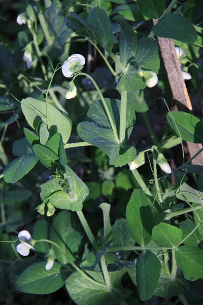 Bliska uprawy snow Peas — Zdjęcie stockowe