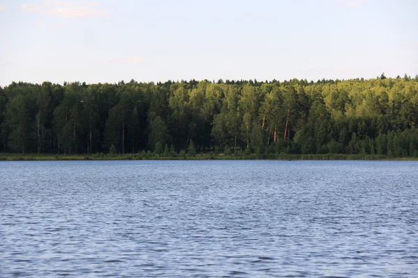 Bos in de buurt van lake — Stockfoto