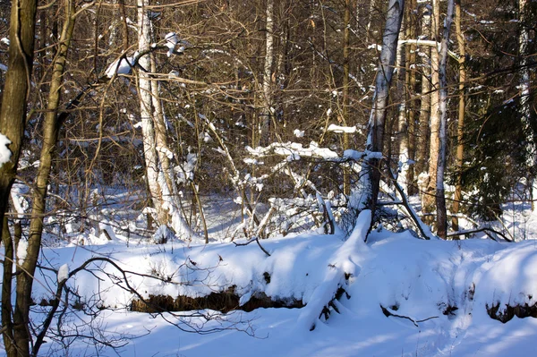 Gyönyörű téli erdő táj — Stock Fotó