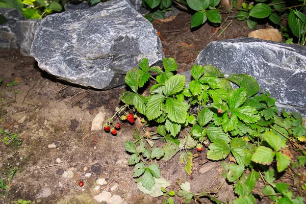 Red wild strawberries — Stock Photo, Image