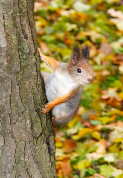 Esquilo castanho — Fotografia de Stock