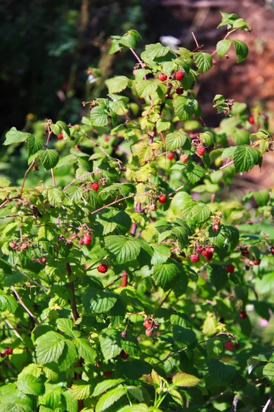 Raspberry bush Stock Photo