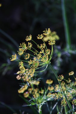 Resim yeşil dereotu, anethum graveolens