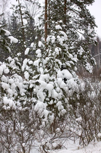 Прекрасний зимовий сніговий пейзаж — стокове фото