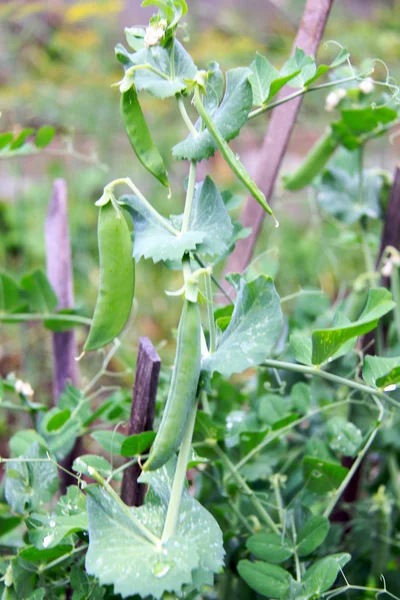 Close up of growing snow peas — Stock Photo, Image