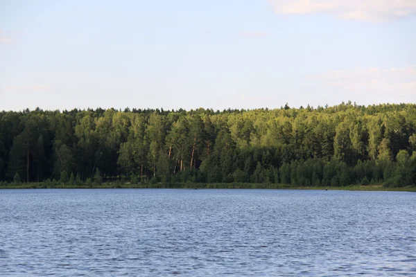 Bos in de buurt van lake — Stockfoto