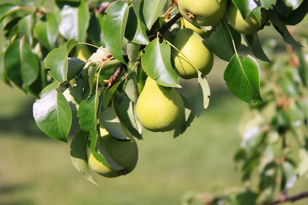 Peras jugosas en el árbol — Foto de Stock