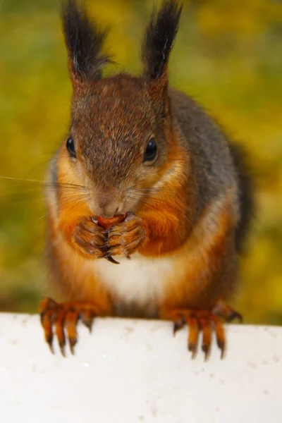 stock image Brown squirrel