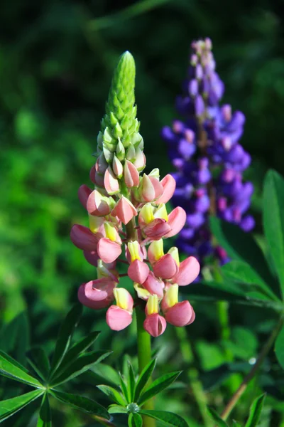 vahşi lupins