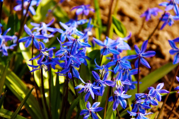 Floral achtergrond van de eerste lente bloemen sluiten — Stockfoto