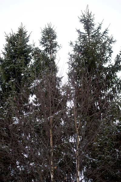 美しい冬の雪景色 — ストック写真