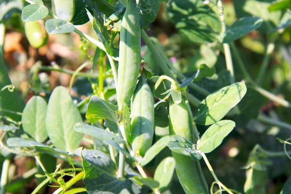 Close up of growing snow peas — Stock Photo, Image