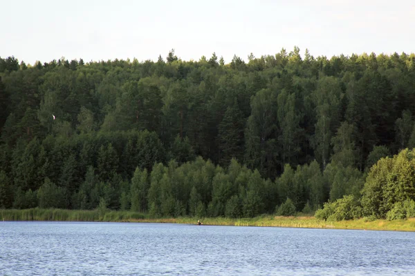 Lasu w pobliżu jeziora — Zdjęcie stockowe