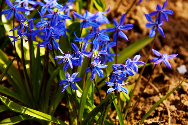 Квітковий фон з перших весняних квітів закрити — стокове фото