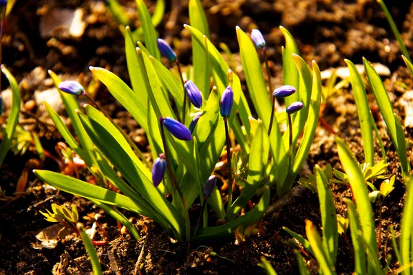 Az első tavaszi virágok virágos háttér-zár — Stock Fotó
