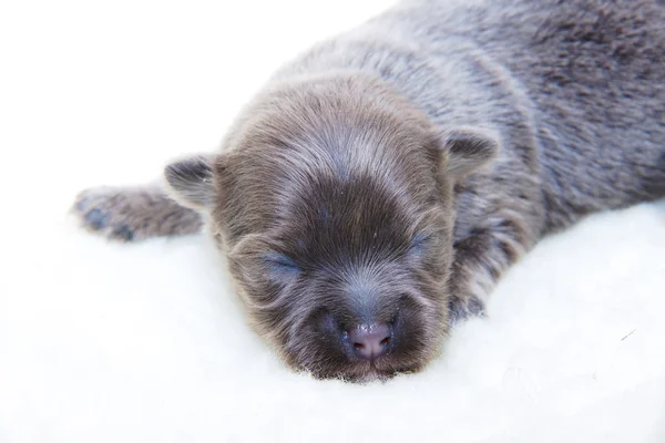Chihuahua puppy — Stock Photo, Image