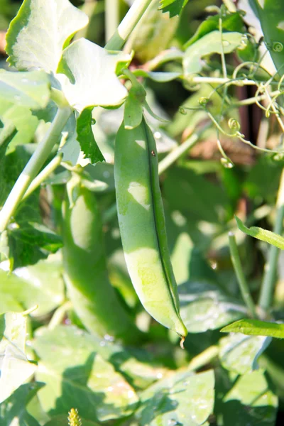 stock image Close up of growing snow peas