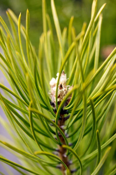 De vertakking van de beslissingsstructuur van jonge pine — Stockfoto