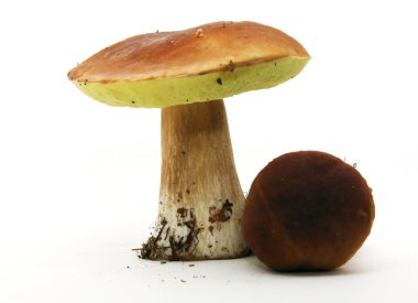 Porcini mantar (boletus mantarı) aka bolete veya kuruş topuz isolat