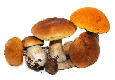 Porcini mantar (boletus mantarı) aka bolete veya kuruş topuz isolat