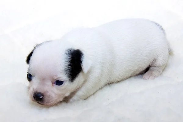 Chihuahua cachorro — Foto de Stock