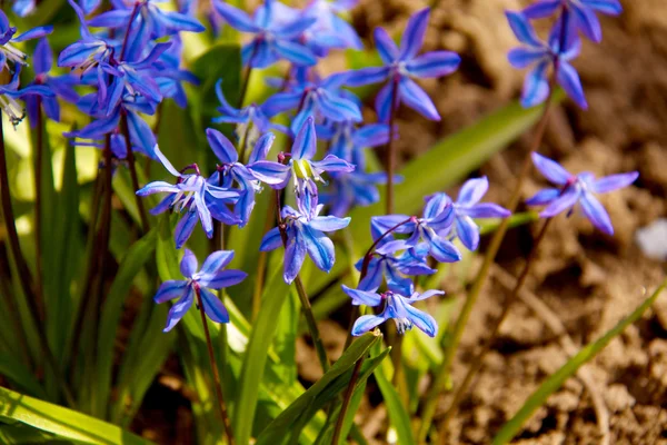 Fondo floral de las primeras flores de primavera de cerca —  Fotos de Stock