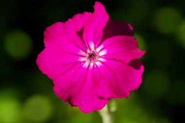 çiçek açan phlox paniculata, polemoniaceae