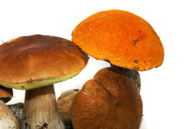 Porcini mantar (boletus mantarı) aka bolete veya kuruş topuz isolat