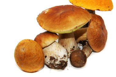 Porcini mantar (boletus mantarı) aka bolete veya kuruş topuz isolat