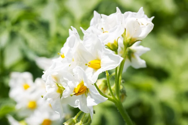 Blomma av en blommande växt som potatis — Stockfoto