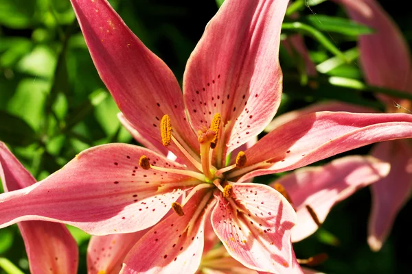 Lily flower, Lilium — Stockfoto