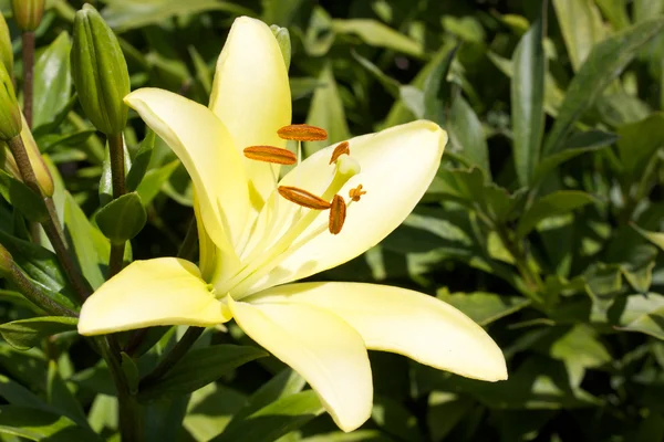 Квітка лілії, Лілія — стокове фото