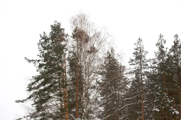 Vacker vinter snöiga landskap — Stockfoto