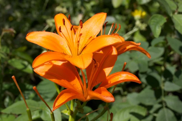 Lilja kukka, Lilium — kuvapankkivalokuva