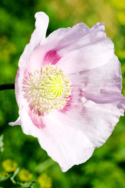 Tête de coquelicots roses sur fond naturel — Photo