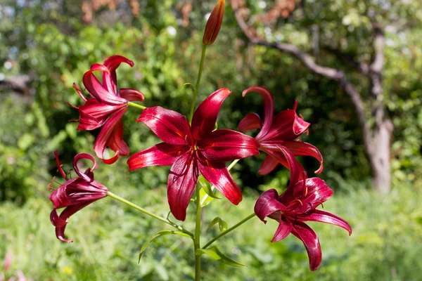 Flor de lírio, Lilium — Fotografia de Stock