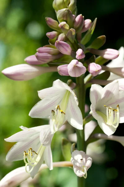 白色 bellflowers — 图库照片
